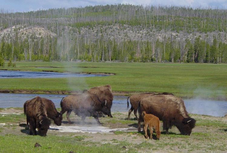 Bison im Yellowstone.jpg