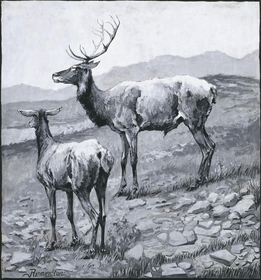 Remington Elk.jpg